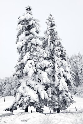 Tree in beautiful winter dress
