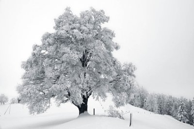 Tree in beautiful winter dress