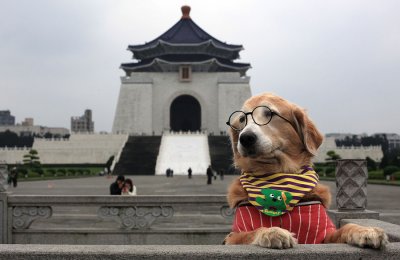 The dog is even also stunning about the National Palace