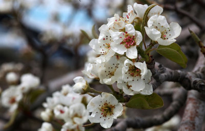 Apple blossom