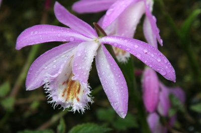 wild orchid in the rain
