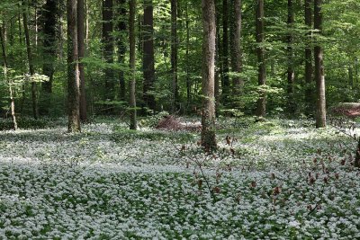 White forest carpet ....