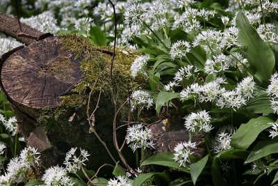 Forest flower