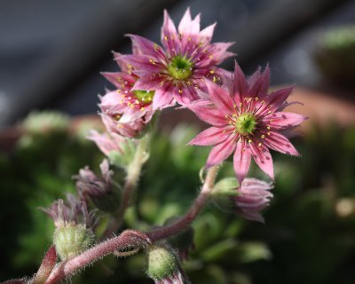 Berg-Hauswurz / Sempervivum montanum