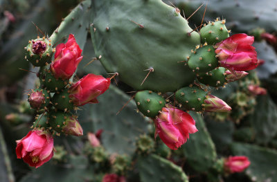 Kaktus / Cactus