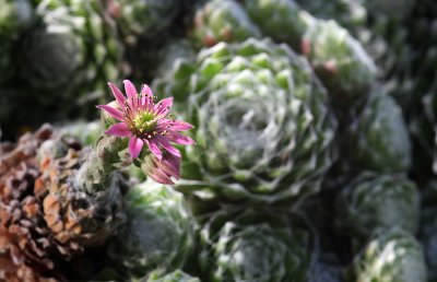 Berg-Hauswurz / Sempervivum montanum