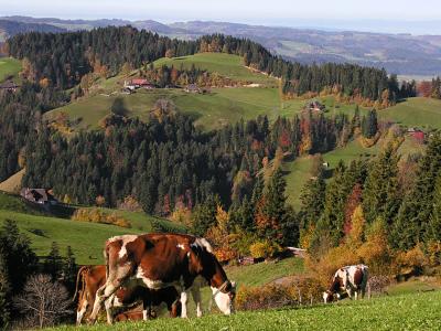 Autumn view in the mountain