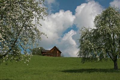 spring, hut and flowering trees