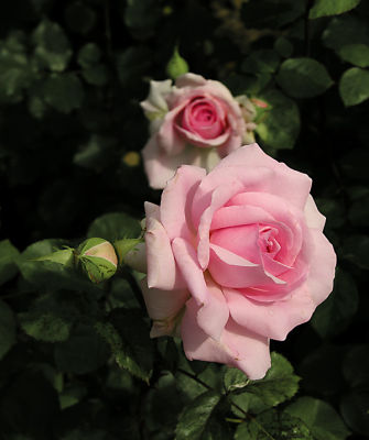 Fragrance of rose
