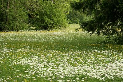 It happens in this spring field