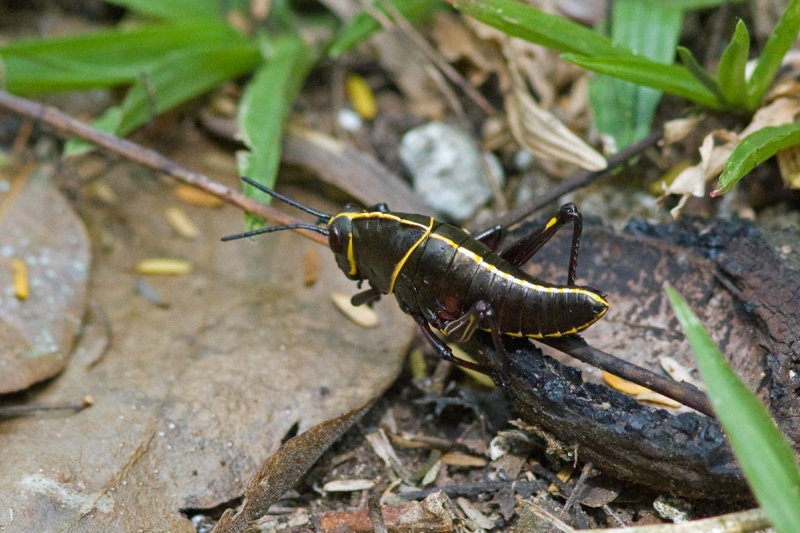 Grasshopper, El Pilar