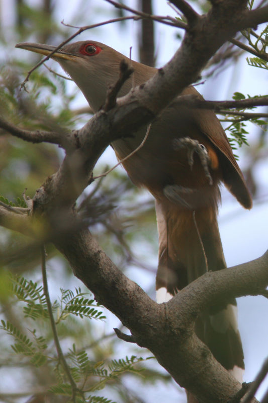 Puerto Rican Lizard Cuckoo, Guanica State Forest