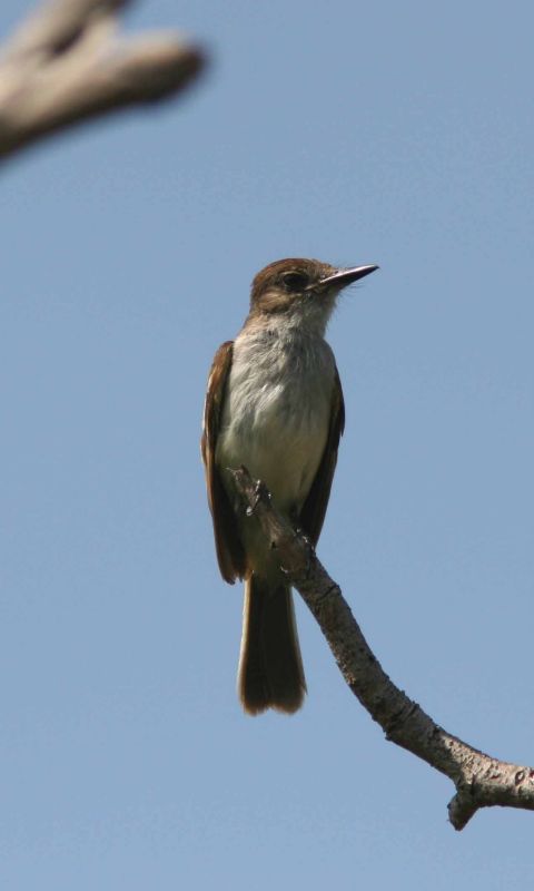 Puerto Rican Flycatcher, Guanica State Forest