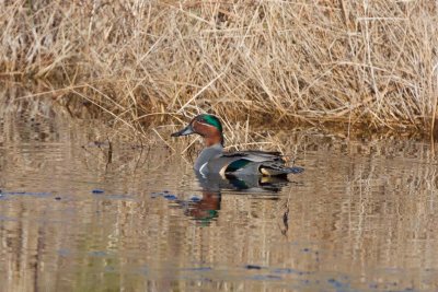 Green-winged Teal, NC