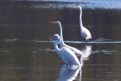 Great Egret, SC