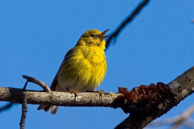 Pine Warbler, NC