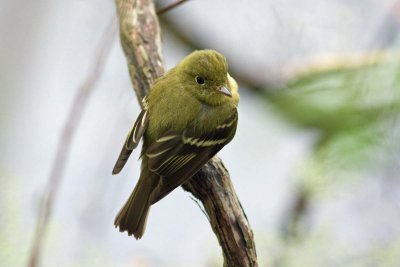 Yellow-bellied Flycatcher, Oh