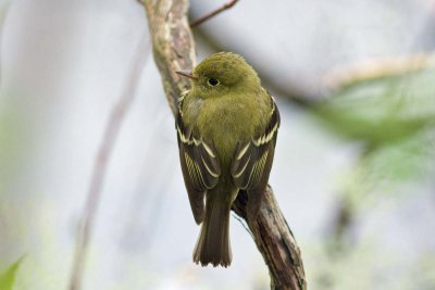 Yellow-bellied Flycatcher, Oh