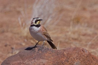 Horned Lark, Co