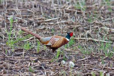 Ring-necked Pheasant, Oh