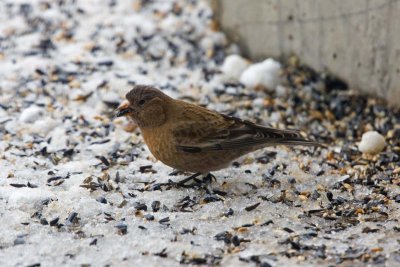 Brown-capped Rosy-Finch, Co