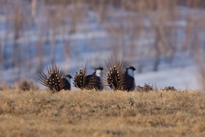 Greater Sage-Grouse, Co