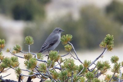 Townsend's Solitaire, Co