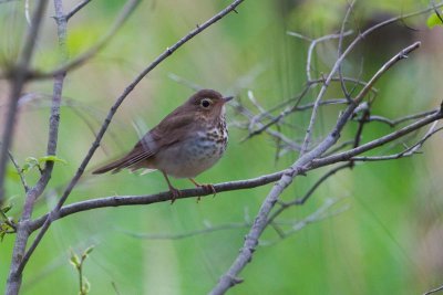 Swainson's Thrush, Oh