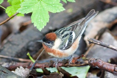 Bay-breasted Warbler, Oh