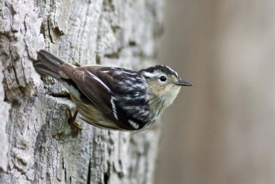 Black and White Warbler, Oh