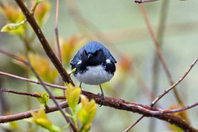 Black-throated Blue Warbler, Oh