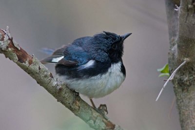 Black-throated Blue Warbler, Oh