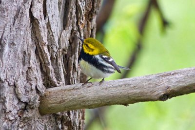 Black-throated Green Warbler, Oh