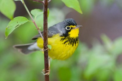 Canada Warbler, Oh