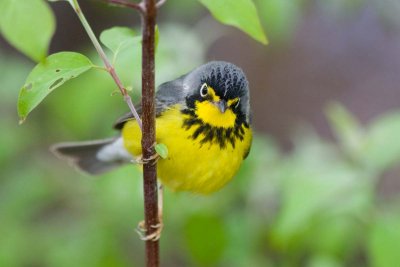 Canada Warbler, Oh