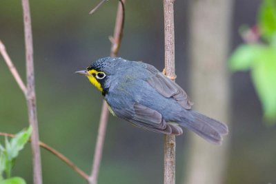 Canada Warbler, Oh