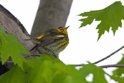 Cape May Warbler, Oh