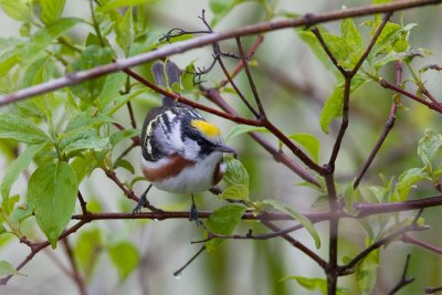 Chestnut-sided Warbler, Oh