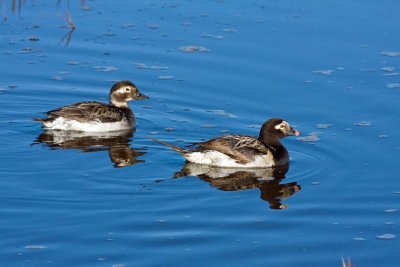 Long-tailed Duck, Barrow, Alaska