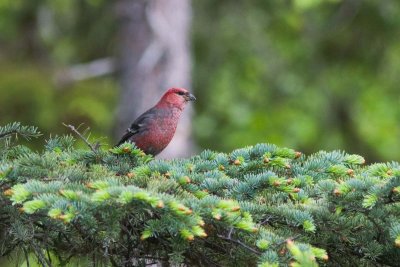 Pine Grosbeak, Seward, Alaska