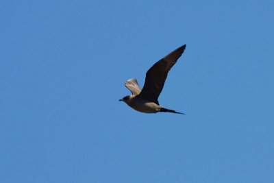 Parasitic Jaeger, dark phase,  Barrow, Alaska