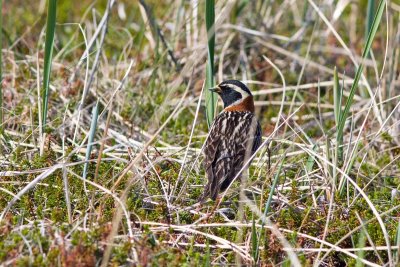 Lapland Longspur, Nome, Alaska