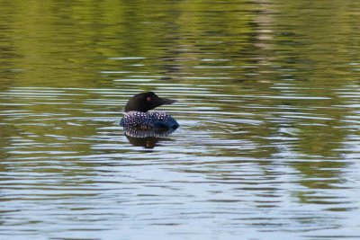 Common Loon, Anchorage, Alaska