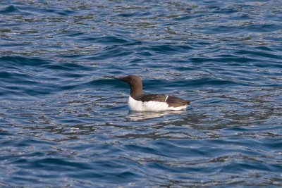 Common Murre, Kenai Fjords NP, Alaska