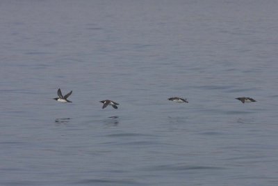 Common Murres, Kenai Fjords NP, Alaska