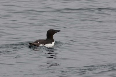 Thick-billed Murre, Kenai Fjords NP, Alaska