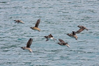 Kittlitz's Murrelet, Kenai Fjords NP, Alaska