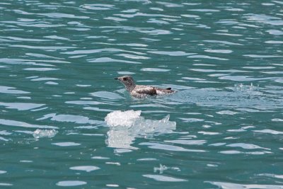 Kittlitz's Murrelet, Kenai Fjords NP, Alaska