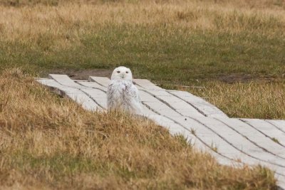 Snowy Owl, Alaska