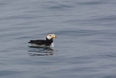 Horned Puffin, Kenai Fjords NP, Alaska